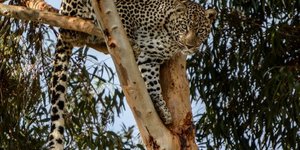 Zorro, die luiperd  (Foto: Panthera Africa)